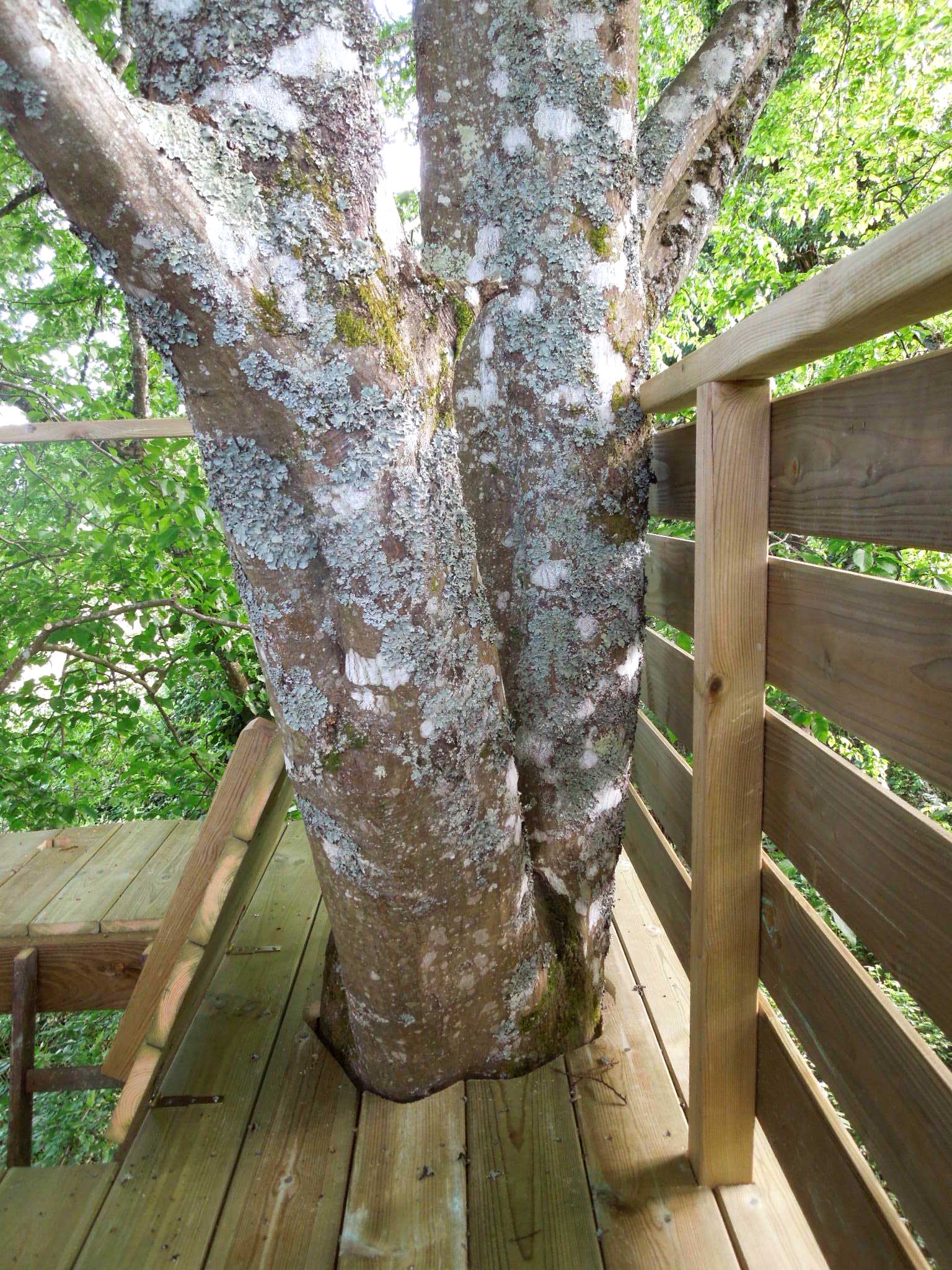 arbre traverse terrasse